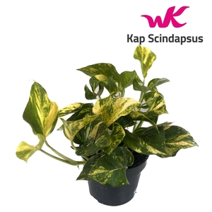 Scindapsus (Epipremnum) N'joy Gold