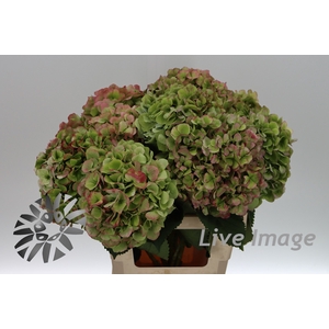 Hydrangea verena classic