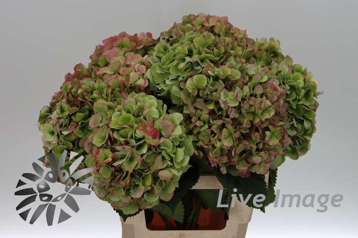 <h4>Hydrangea verena classic</h4>