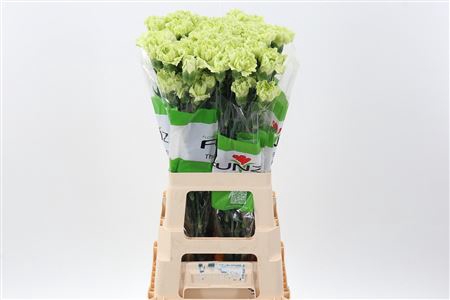 <h4>DI ST EMERALD GREEN</h4>