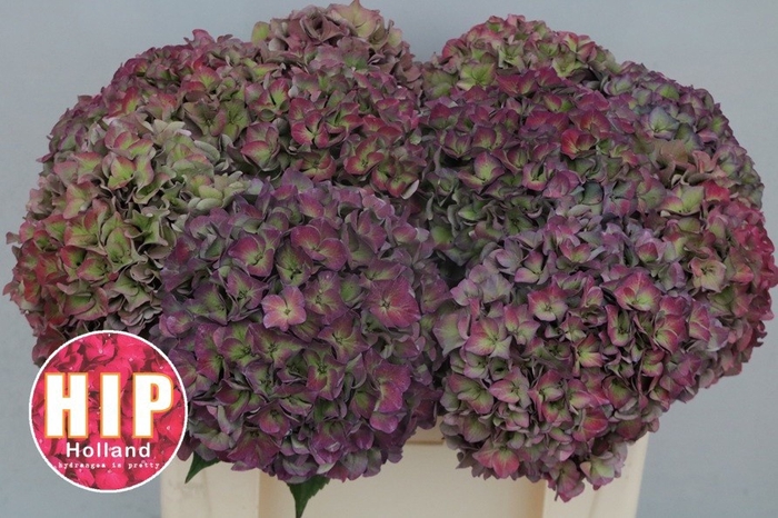 <h4>HYDR M CH RODEO CL</h4>