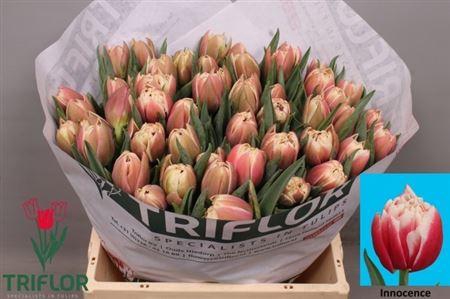 <h4>Tu Du Innocence</h4>