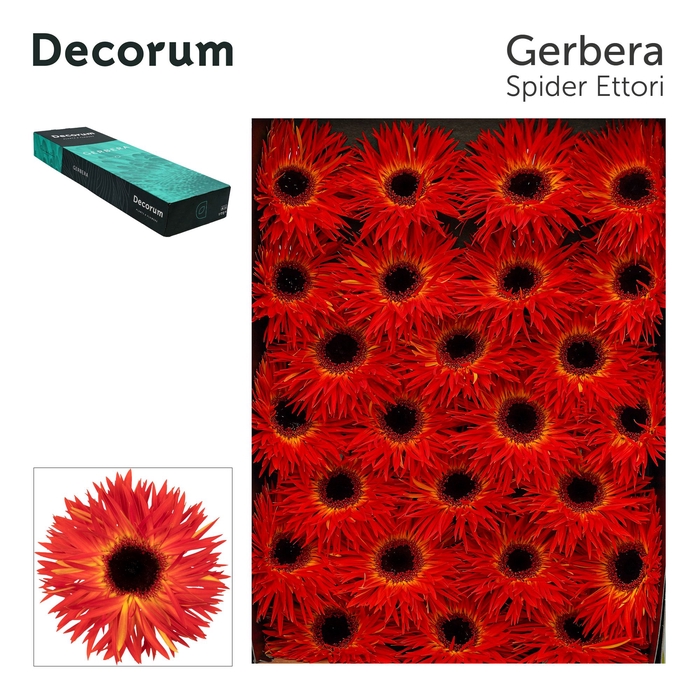 <h4>Gerbera Spider Ettori Doos</h4>