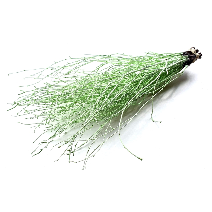 <h4>Birch 70cm 10stems per bunch Mint Green</h4>