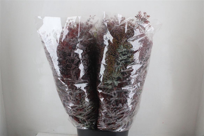 <h4>Mimosa Baleana Abs Red P Bunch</h4>