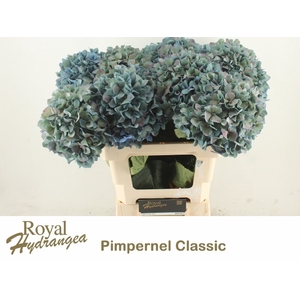 HYDR M CH PIMPERN CL