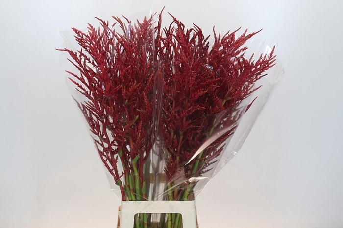 <h4>Bromelia Red Paloma</h4>