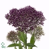 TRACH LAKE F PURPLE