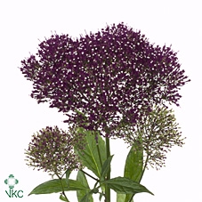 TRACH LAKE F PURPLE