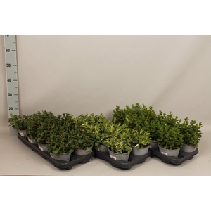 Kruiden I Mentha Mix