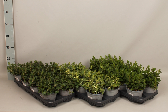 <h4>Kruiden I Mentha Mix</h4>