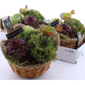 ARR SEMPERVIVUM
