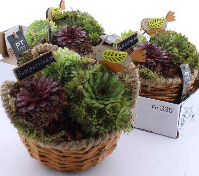 <h4>ARR SEMPERVIVUM</h4>