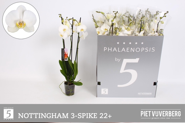 <h4>PHAL AN NOTTINGHAM</h4>