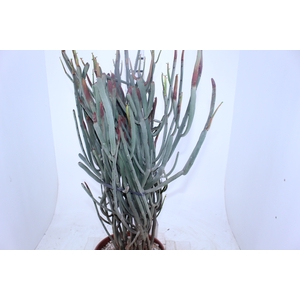 CACTUS EUPHORBIA ENTEROPHORA P28