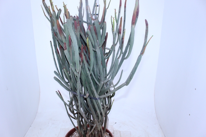 CACTUS EUPHORBIA ENTEROPHORA P28