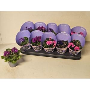 SAINTP IN ROCOCO GEM