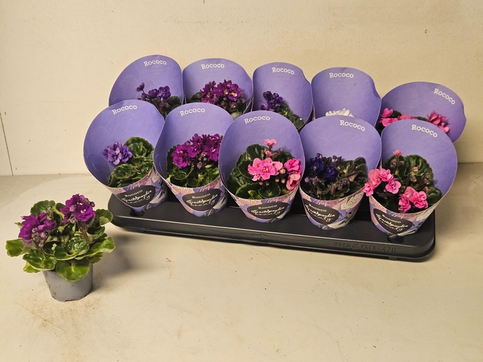 <h4>SAINTP IN ROCOCO GEM</h4>