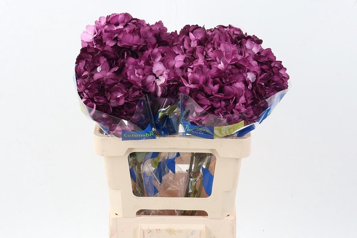 <h4>Hydr Vino Tinto</h4>