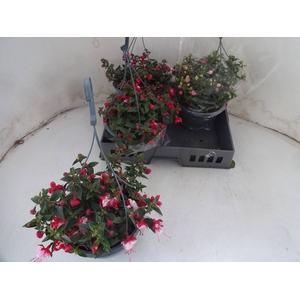 FUCHSIA MIXK