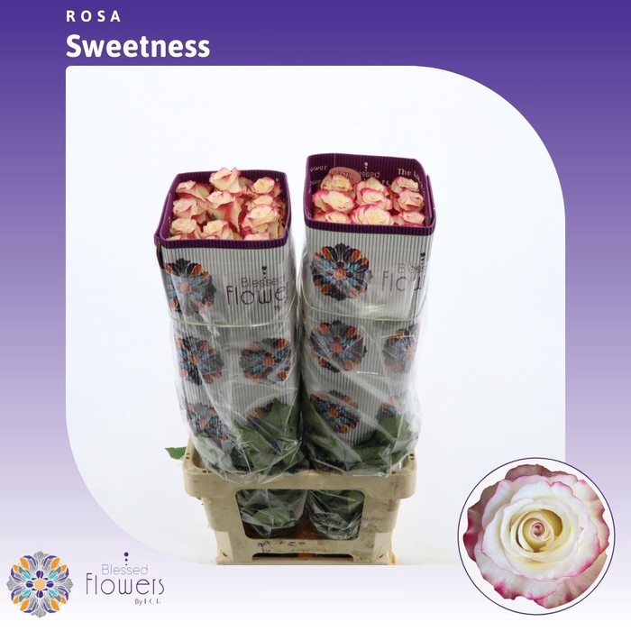 <h4>Rosa gr Sweetness</h4>