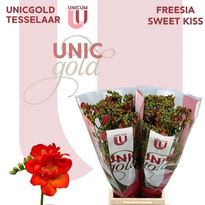 <h4>Freesia dub Sweet Kiss</h4>