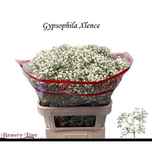 Gyps Pa Xlence
