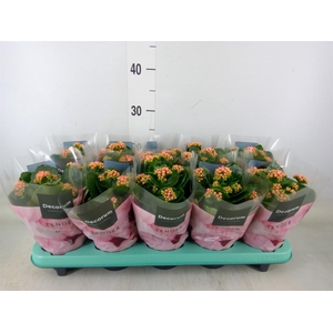 Kalanchoe blos. 'Serenity Peach'