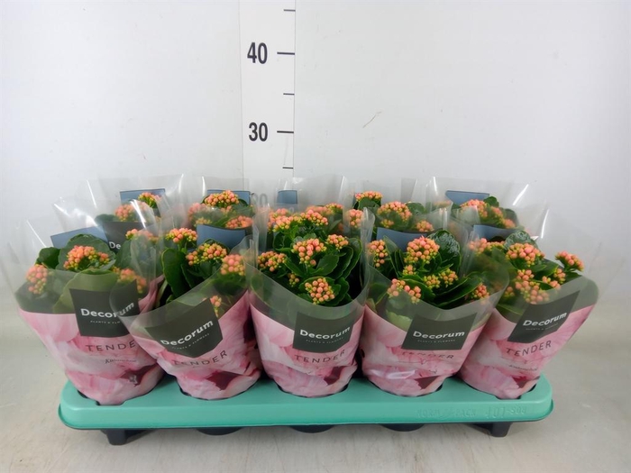 <h4>Kalanchoe blos. 'Serenity Peach'</h4>