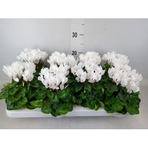 Cyclamen KL 'Compact'