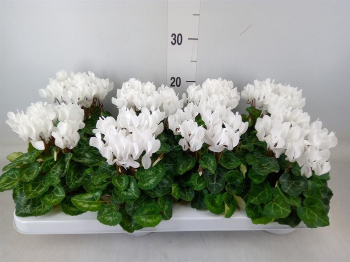 <h4>Cyclamen KL 'Compact'</h4>