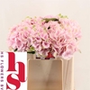 Hydrangea verena