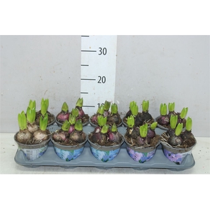 Hyacinthus Gemengd 3pp