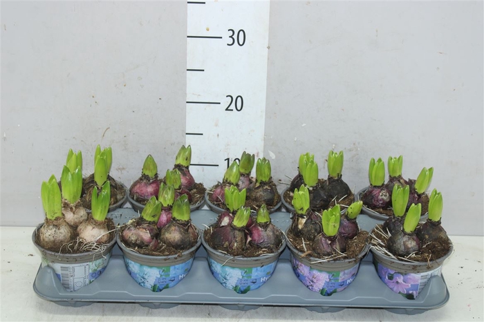 <h4>Hyacinthus Gemengd 3pp</h4>