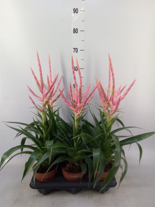 <h4>Tillandsia  'Dolce'</h4>
