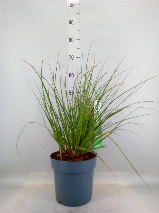 <h4>Cortaderia sell.</h4>