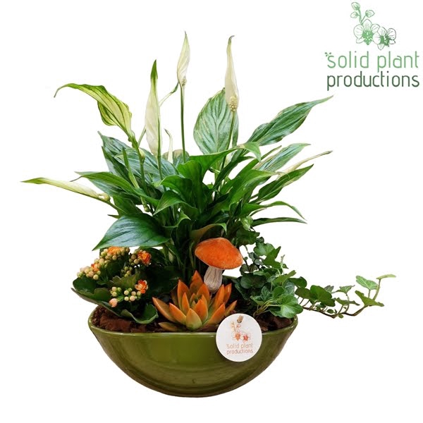 <h4>SE005 Eyleen Green Orange Echeveria</h4>