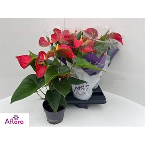 ANTHU AN BAMBINO RED