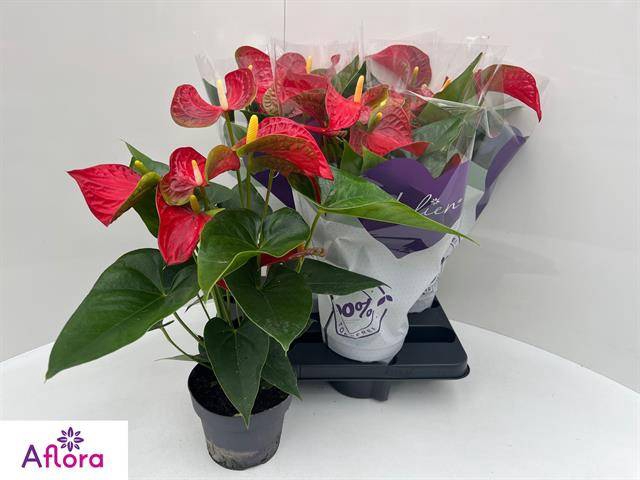 <h4>ANTHU AN BAMBINO RED</h4>