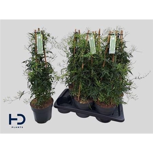 Jasm Polyanthum Wit 500+