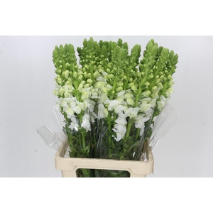 Antirrhinum Potomac White