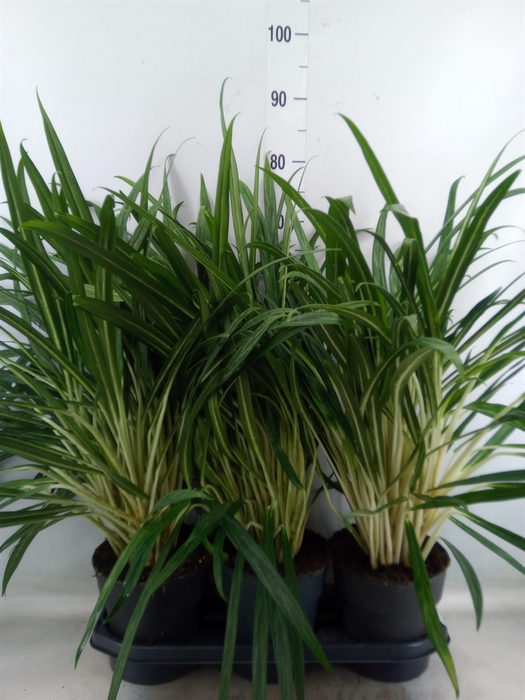<h4>Aglaonema   ...</h4>