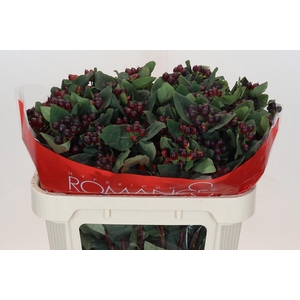 Hypericum Rocky Romance Spray