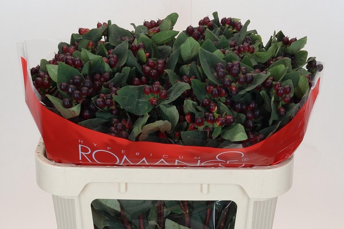 Hypericum Rocky Romance Spray