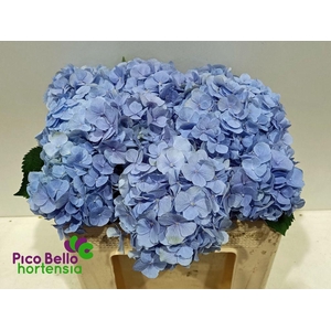 Hydrangea verena blue