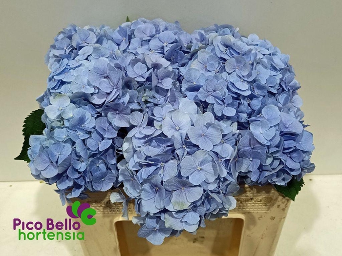 <h4>Hydrangea verena blue</h4>