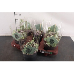 Ceropegia Wo Variegata 12 Cm. Pot