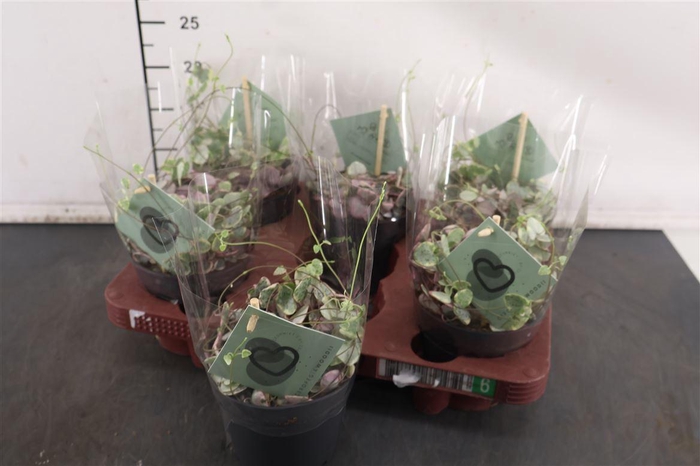 <h4>Ceropegia Wo Variegata 12 Cm. Pot</h4>