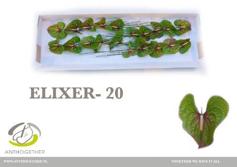 <h4>ANTH A ELIXER 20</h4>