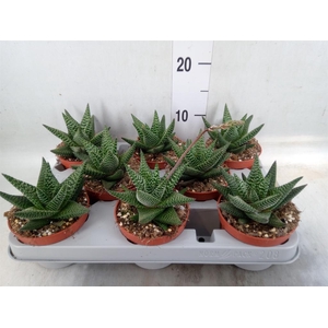 xGasterhaworthia  'Royal Highness'